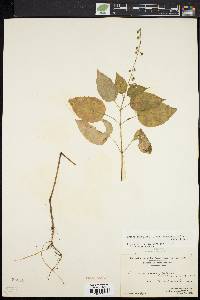 Circaea canadensis image