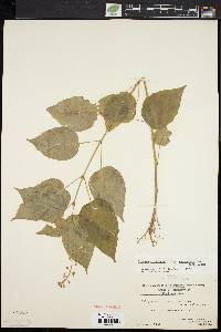 Circaea canadensis image