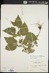 Circaea canadensis image