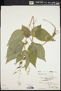 Circaea canadensis image