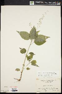 Circaea canadensis image