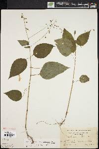 Circaea canadensis image