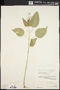 Circaea canadensis image