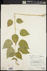 Circaea canadensis image