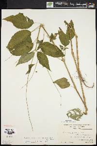 Circaea canadensis image