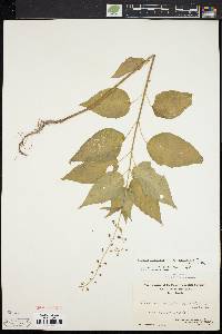 Circaea canadensis image