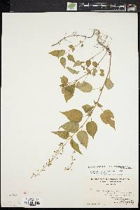 Circaea canadensis image