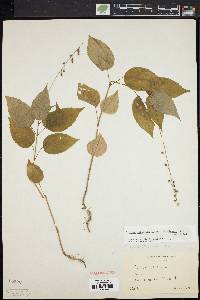 Circaea canadensis image