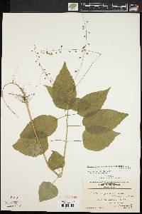 Circaea canadensis image