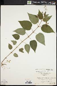 Circaea canadensis image