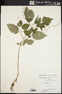 Circaea canadensis image