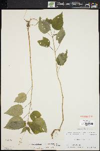 Circaea canadensis image