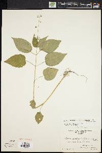 Circaea canadensis image