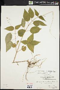 Circaea canadensis image