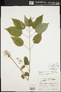 Circaea canadensis image