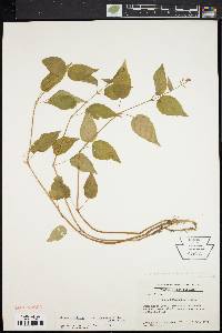 Circaea canadensis image