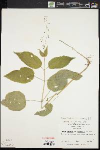 Circaea canadensis image