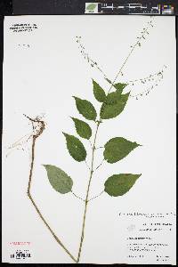 Circaea canadensis image