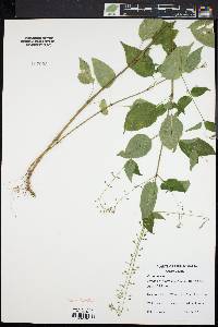 Circaea canadensis image