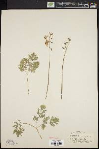 Dicentra cucullaria image