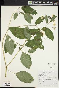 Impatiens pallida image