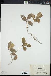 Gaultheria procumbens image