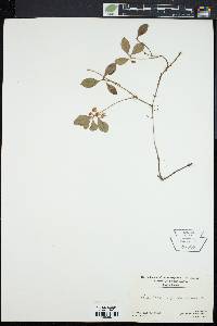 Gaultheria procumbens image