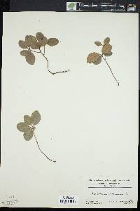 Gaultheria procumbens image