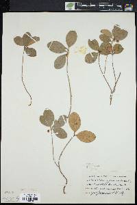 Gaultheria procumbens image