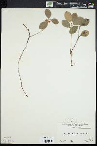 Gaultheria procumbens image