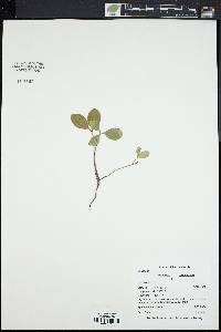 Gaultheria procumbens image