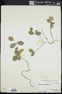 Gaultheria procumbens image