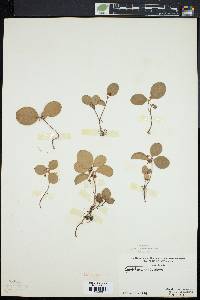 Gaultheria procumbens image