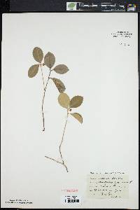 Gaultheria procumbens image