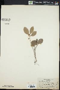 Gaultheria procumbens image