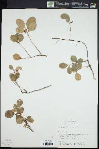 Gaultheria procumbens image