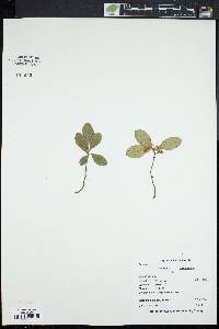 Gaultheria procumbens image