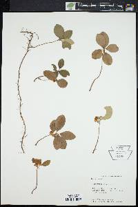 Gaultheria procumbens image