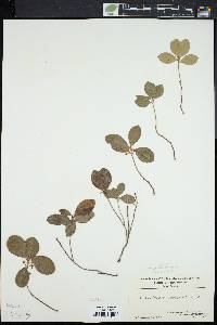 Gaultheria procumbens image