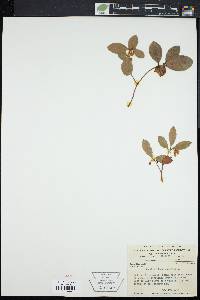 Gaultheria procumbens image