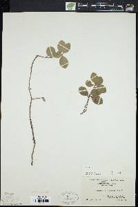 Gaultheria procumbens image