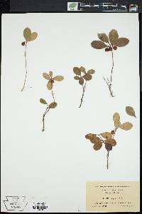 Gaultheria procumbens image