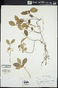 Gaultheria procumbens image