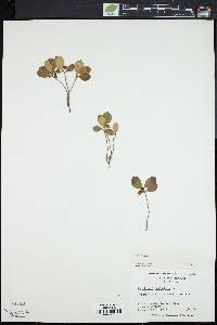 Gaultheria procumbens image