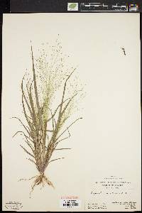 Eragrostis capillaris image