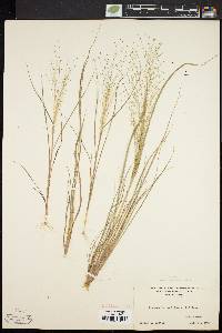 Eragrostis capillaris image