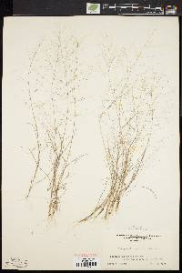 Eragrostis capillaris image