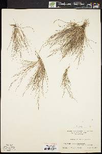 Eragrostis frankii image