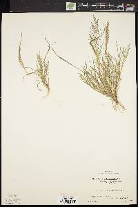 Eragrostis frankii image