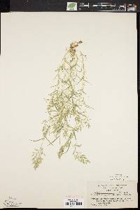 Eragrostis hypnoides image